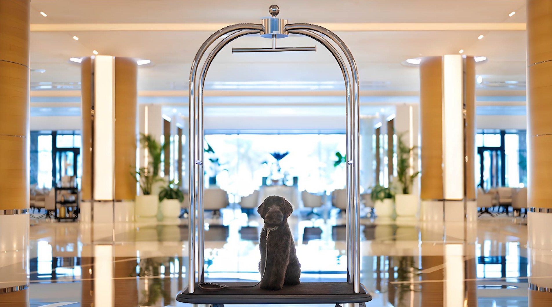 Four Paws, Five Stars: Dubai Launches First Luxury Pet Stay on Palm West Beach
