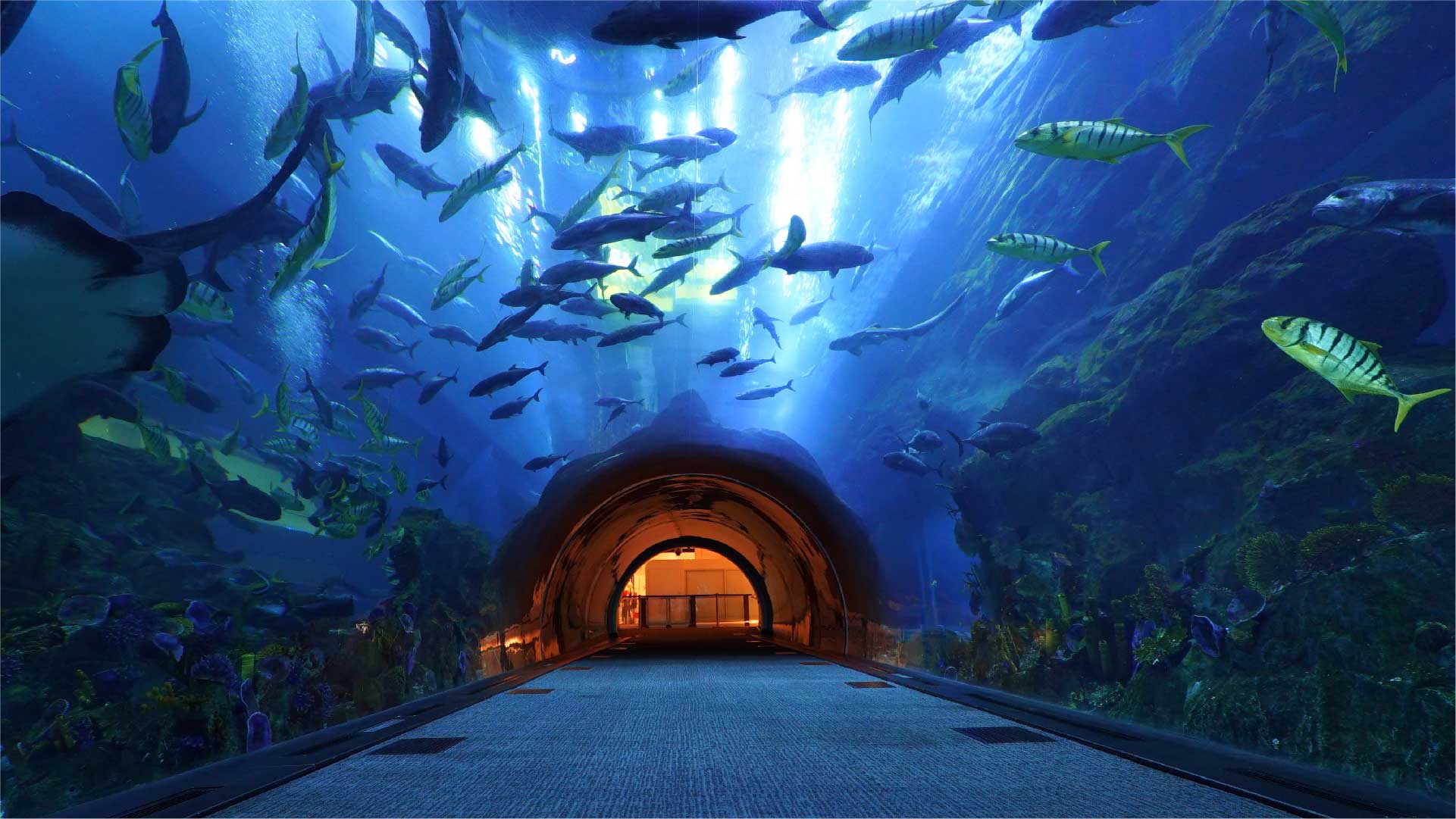 Dubai Aquarium & Underwater Zoo