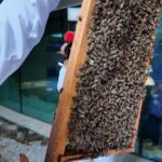 Bee Festival: Spotlight on Pollinators at Terra Garden
