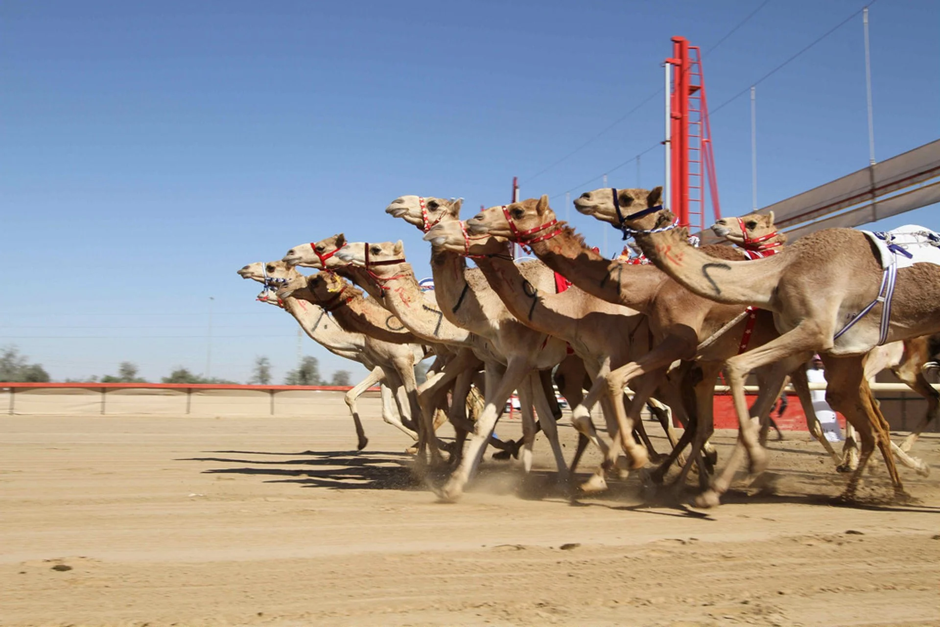 Al Marmoom Heritage Festival